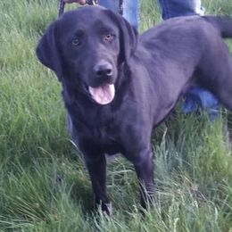 Bella - Labrador Retriever