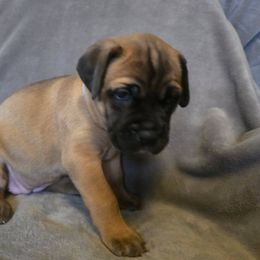 Cane Corso Puppies from Stone Cane Corso