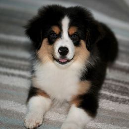 Crush - Black tri male Toy Australian Shepherd puppy in Georgetown, Texas from Minikin Manor