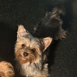 Wednesday - Yorkshire Terrier