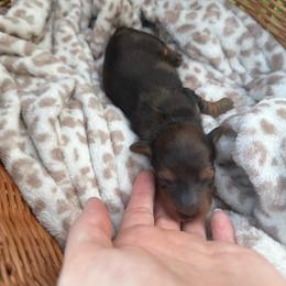 Sheryl - Dapple female Dachshund puppy in Ecru, Mississippi from Toddy Kennels