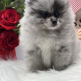 Snoooy - Blue merle male Pomeranian puppy in Brentwood, California from Royalpawpoms