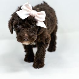 Sunshine - Chocolate female Labradoodle puppy in Davison, Michigan from Dreaming Doodles