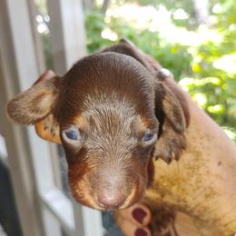 Clyde - Chocolate and tan male Dachshund puppy in Loxahatchee, Florida from Lazy Acres Farm & Long Back Ranch