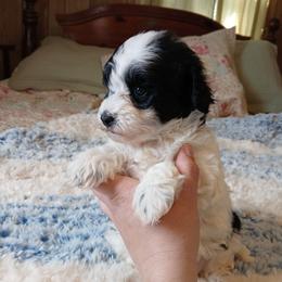 Toffee - White female Havapoo puppy in Blanch, North Carolina from Faithful Hearts Kennel