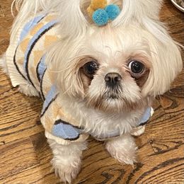 Estrella - Shih Tzu