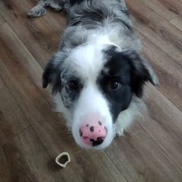 Copp - Miniature Australian Shepherd