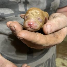 Golden Retriever and Poodle Puppies from Meagan Nielson’s Precious Pups