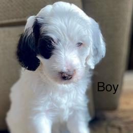 Potatoe - Parti male Goldendoodle puppy in El Dorado, Ks, Kansas from TeeterDoodles