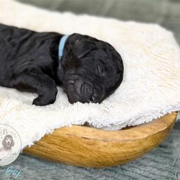Blue Boy - Black male Goldendoodle puppy in Carthage, Tennessee from Willows Doodles