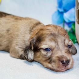 Layla - Cream female Dachshund puppy in Bellville, Ohio from JK Mini Doxies
