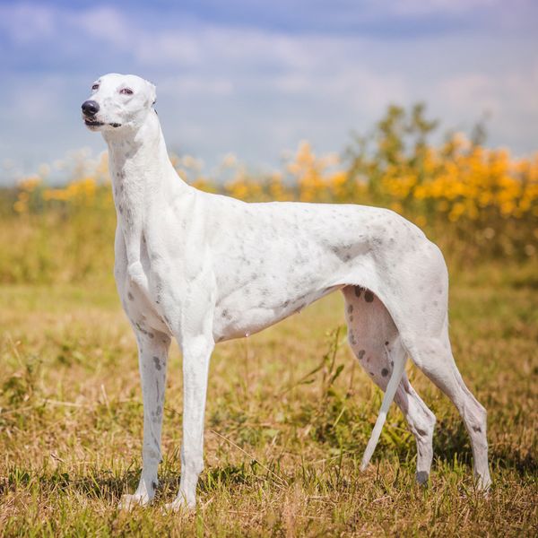 Greyhound