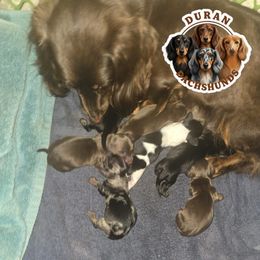 Rocket - Chocolate and cream male Dachshund puppy in Buckeye, Arizona from Duran Dachshunds