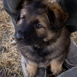 German Shepherd Puppies from Journey's German Shepherds (Kennel Vom Himmel)