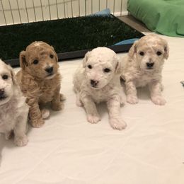 Poodle Puppies from Port Royal Poodles
