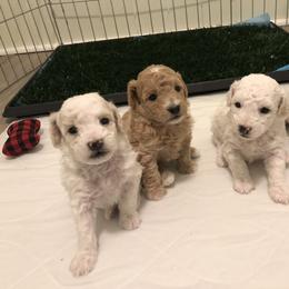 Poodle Puppies from Port Royal Poodles
