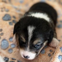 Triston - Black and white male American Corgi puppy in Nortonville, Kansas from Low Riders Corgis & Mini Aussies