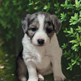 Harbor - Blue merle male Aussiedoodle puppy in Lebanon, Oregon from Abbott Family Farm