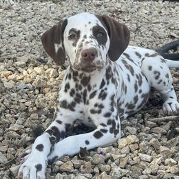 Coco - White and liver brown female Dalmatian puppy in Lake Mathews, California from Bully Market