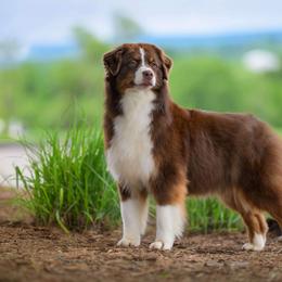 Ripley - Australian Shepherd