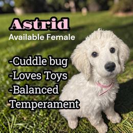 Astrid - Cream female Poodle puppy in Baltimore, Maryland from Steinrock’s Standards