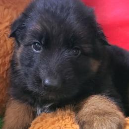 Wasabi - Red Collar - Black and red male German Shepherd puppy in Charlotte, North Carolina from Zuflucht K9s