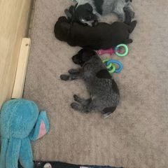 American Bully, German Shorthaired Pointer, and German Wirehaired Pointer All Grown Up from Shoreline Pointers