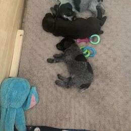 American Bully, German Shorthaired Pointer, and German Wirehaired Pointer All Grown Up from Shoreline Pointers