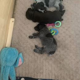American Bully, German Shorthaired Pointer, and German Wirehaired Pointer All Grown Up from Shoreline Pointers