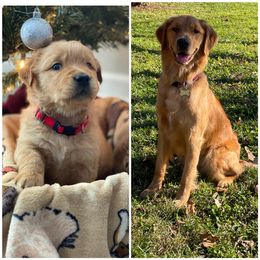 Golden Retriever Puppies from Star City Goldens