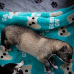 Siberian Husky Puppies from Ivie Huskies