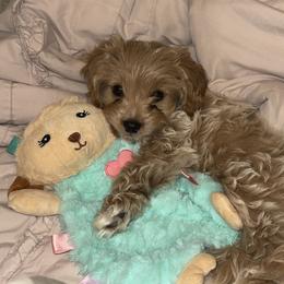 Cavapoo, Cockapoo, Goldendoodle, and Maltipoo Puppies from Perdue Puppies