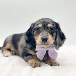 Cali - Dapple female Dachshund puppy in Moses Lake, Washington from Evergreendox Dachshunds