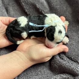 Boy 4 - Black and white male Sheepadoodle puppy in Wharton, Texas from Little Fur Friends