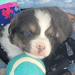 Black Paw Bandana Boy - Blue male Pembroke Welsh Corgi puppy in Cherokee, Oklahoma from MCS Farms-OK