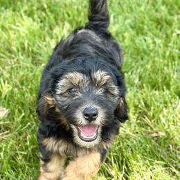 Bernedoodle and Whoodle Puppies from Genesis Family Farm