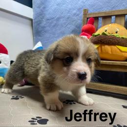 Jeffrey - Sable male Pembroke Welsh Corgi puppy in Apison, Tennessee from Ashmore Corgis
