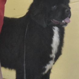 Newfoundlands from Karen Moore's Newfoundlands