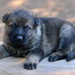 Sable Male-1 - Sable male German Shepherd puppy in Cumming, Georgia from Cainedelup
