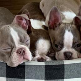 Boston Terriers from Ak Boston's in Color