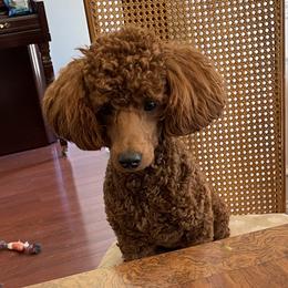 Piper - Poodle