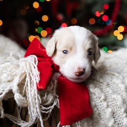 Edward - male Australian Mountain Doodle puppy in Redding, California from Farmstead Doodles