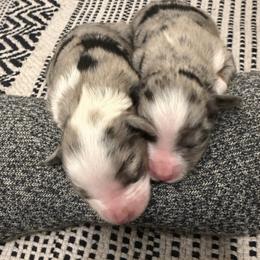 Belle Girl 1 - Blue merle female Australian Shepherd puppy in Churchill County Fallon, Nevada from Card Family Ranch