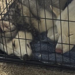 Siberian Huskies from ETX Huskies