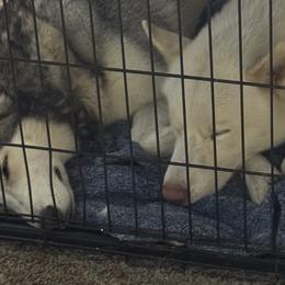 Siberian Huskies from ETX Huskies