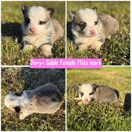 Dory - Sable female Pembroke Welsh Corgi puppy in Aberdeen, Washington from Coastal country Farms