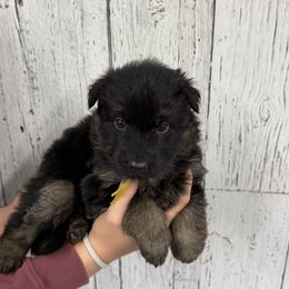 Trixie yellow - Black and red female German Shepherd puppy in Herrick, South Dakota from Dakota Shepherds Kennels