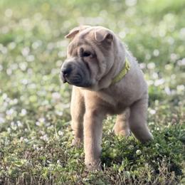 Sesame Seed - Blue sable female Chinese Shar-Pei puppy in Lehigh Acres, Florida from Florida Wrinkles