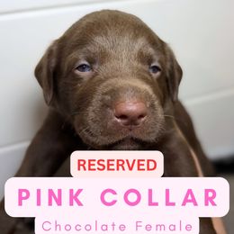 Pink Collar - Chocolate female Dilute Retriever puppy in Dover, Delaware from Virdin’s Silver Labs