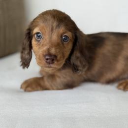 Porter - Dapple male Dachshund puppy in Bentonville, Arkansas from Boujee Buns Dachshunds